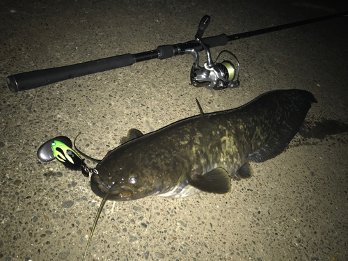 ニホンナマズの釣果