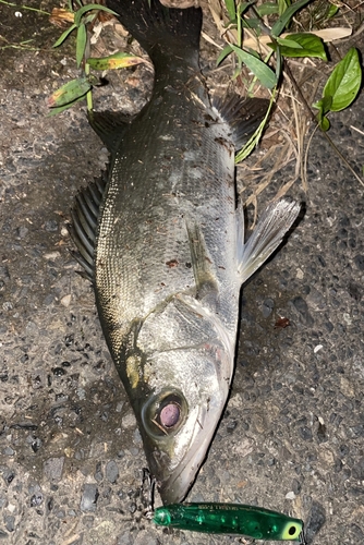 シーバスの釣果