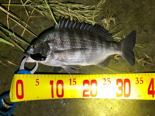 クロダイの釣果