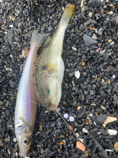 シロギスの釣果