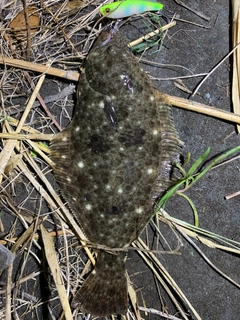ソゲの釣果