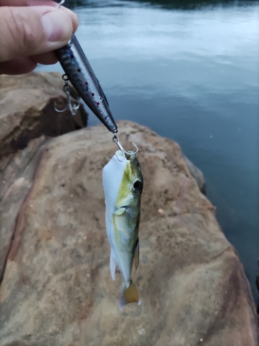 シロサバフグの釣果