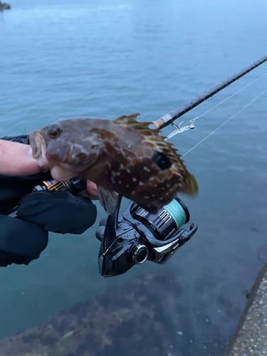 キジハタの釣果