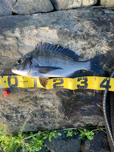 チヌの釣果