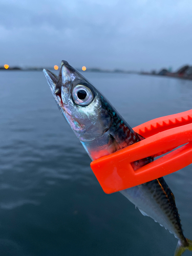 サバの釣果