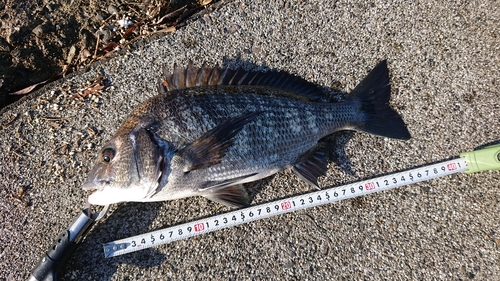 クロダイの釣果