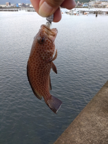 オオモンハタの釣果