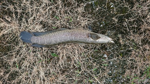 ライギョの釣果