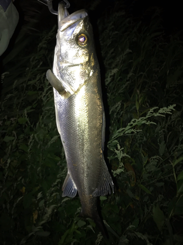 スズキの釣果