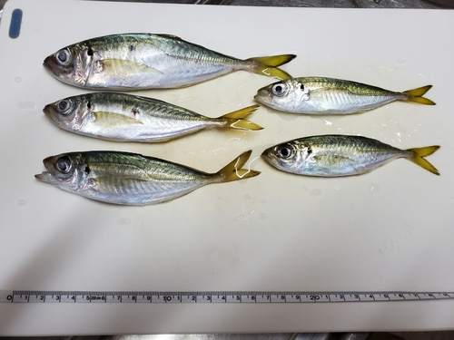 アジの釣果