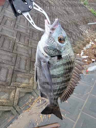 チヌの釣果