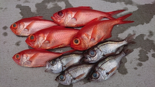 キンメダイの釣果