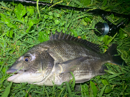 チヌの釣果