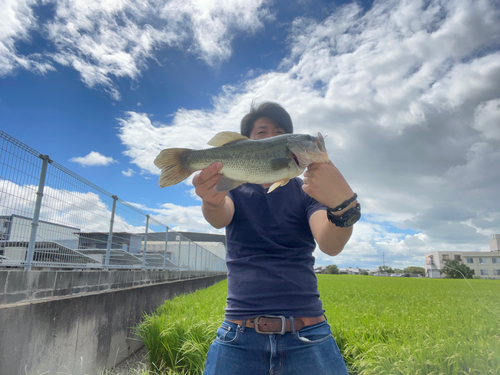 ブラックバスの釣果