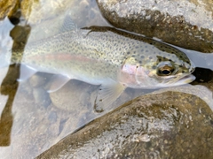 ニジマスの釣果