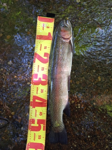 ニジマスの釣果