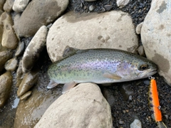 ニジマスの釣果