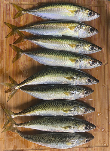 サバの釣果