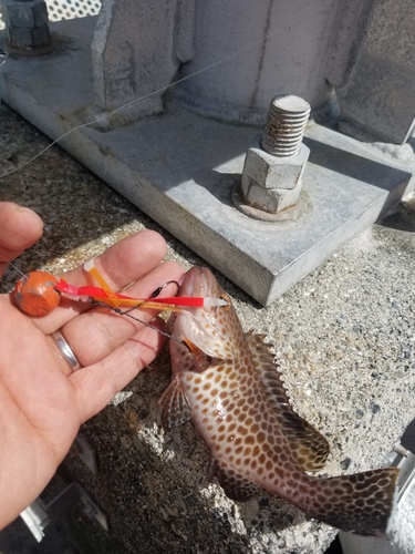 オオモンハタの釣果