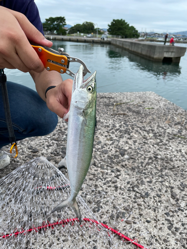 サゴシの釣果