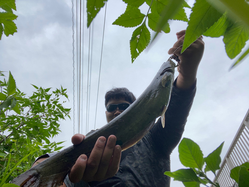 ニホンナマズの釣果