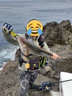 カンパチの釣果