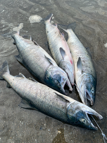 サケの釣果