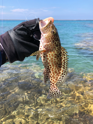 イシミーバイの釣果