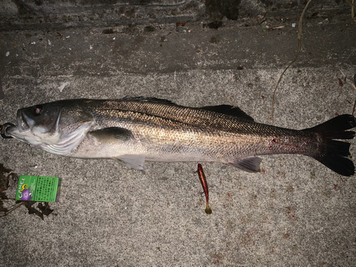 シーバスの釣果