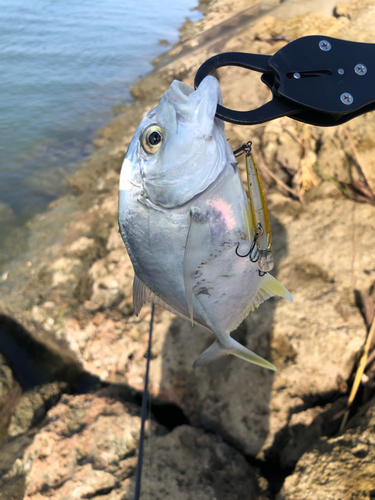 ロウニンアジの釣果