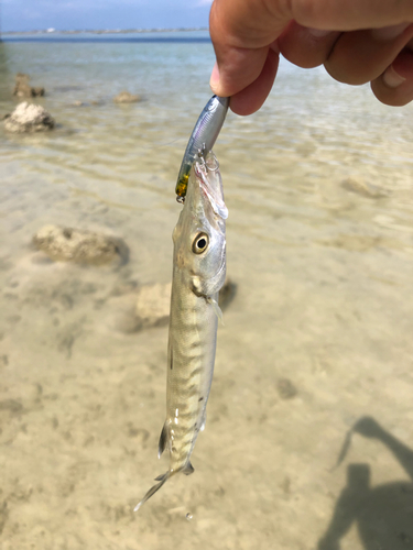 オニカマスの釣果