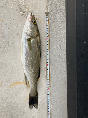 フッコ（マルスズキ）の釣果