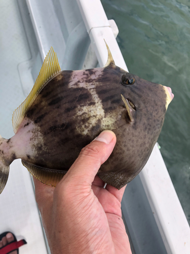 カワハギの釣果