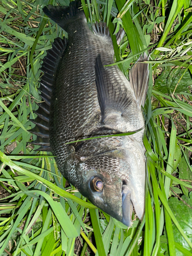 クロダイの釣果