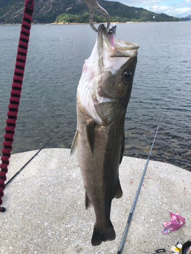 スズキの釣果