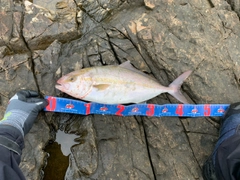 ショゴの釣果