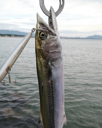 サゴシの釣果