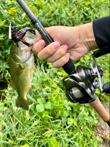 ラージマウスバスの釣果