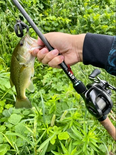 ラージマウスバスの釣果