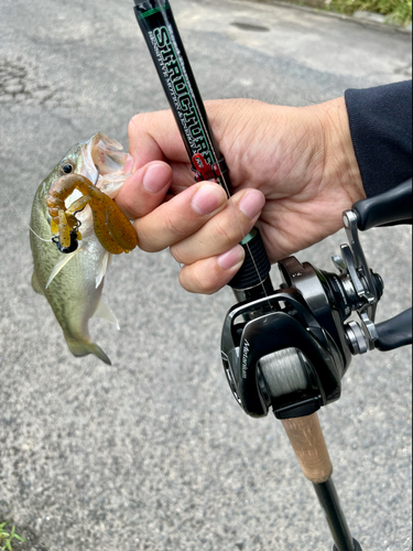 ラージマウスバスの釣果