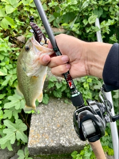 ラージマウスバスの釣果