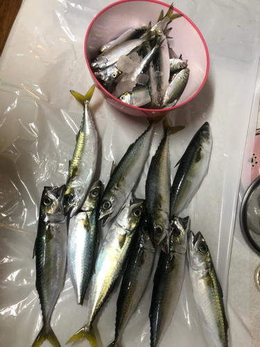 サバの釣果