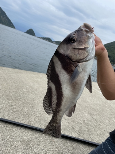 コショウダイの釣果