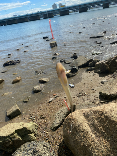 ハゼの釣果