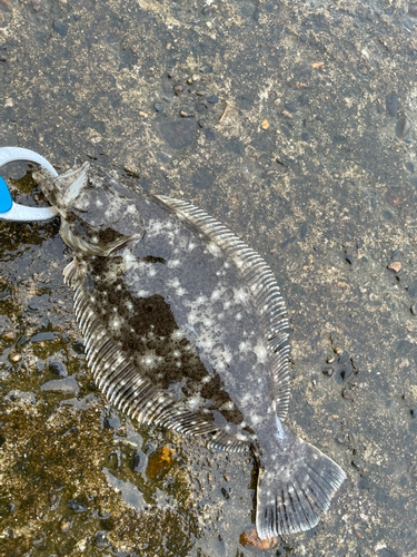 ソゲの釣果