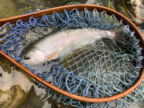 ニジマスの釣果