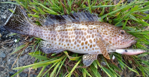 オオモンハタの釣果