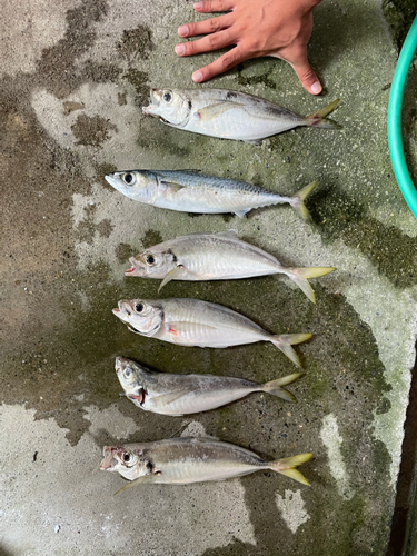 アジの釣果