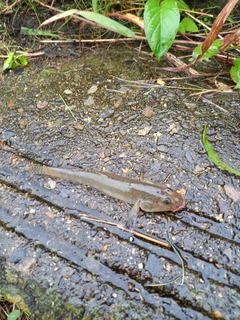 マハゼの釣果