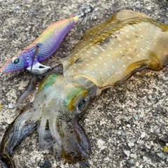 アオリイカの釣果